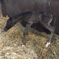 We welcome a new colt